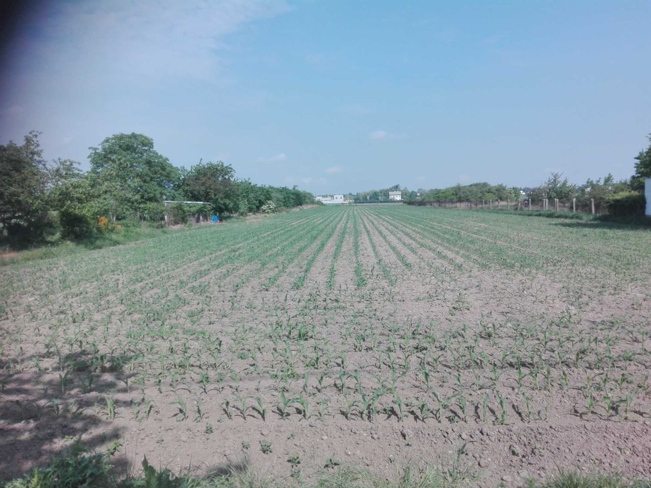 Działka rolna Kalisz, ul. Owsiana. Zdjęcie 5