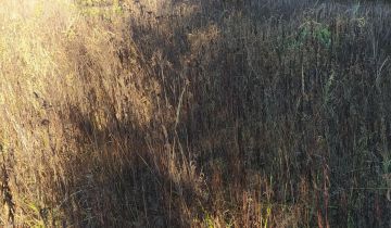 Działka inwestycyjna Zalesie