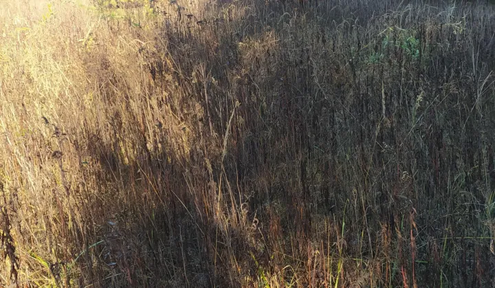 Działka inwestycyjna Zalesie