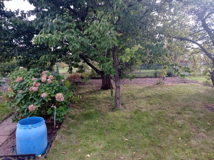 Działka rod Gdynia Oksywie, ul. Belwederska. Zdjęcie 4