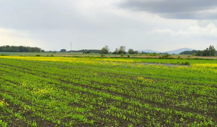 Działka budowlana Bogunów, ul. Ogrodowa