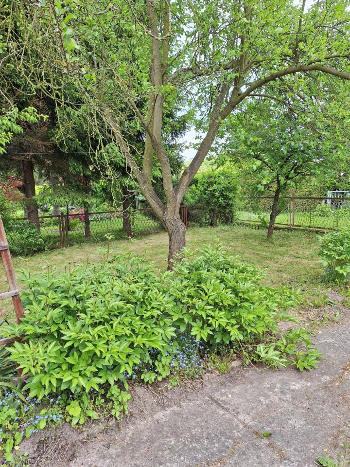 Działka rod Ostrów Wielkopolski Piaski, ul. Spichrzowa. Zdjęcie 8