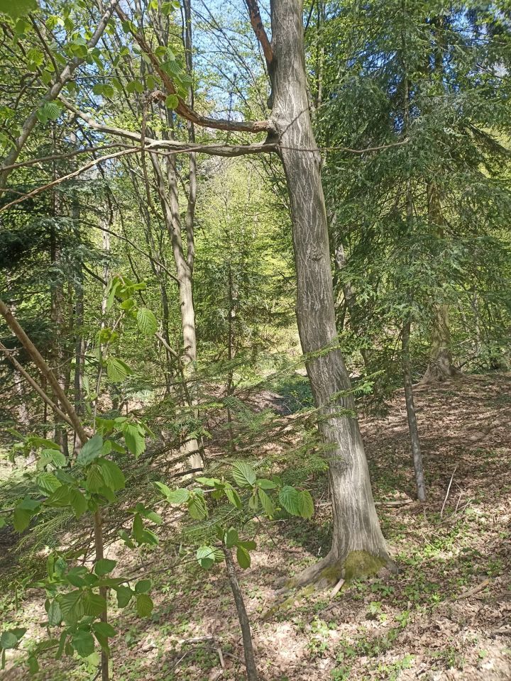 Działka leśna Karwodrza. Zdjęcie 8