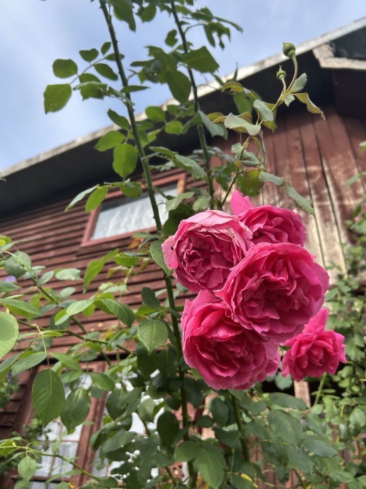 Działka rod Przemyśl Zasanie, ul. Biskupa Jakuba Glazera. Zdjęcie 11