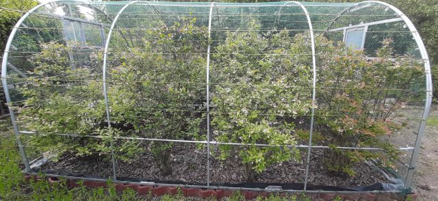 Działka rod Wrocław Psie Pole. Zdjęcie 1