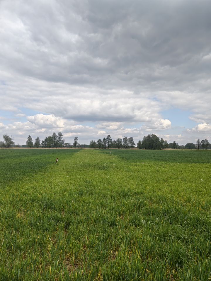 Działka budowlana Białołęka, -. Zdjęcie 4
