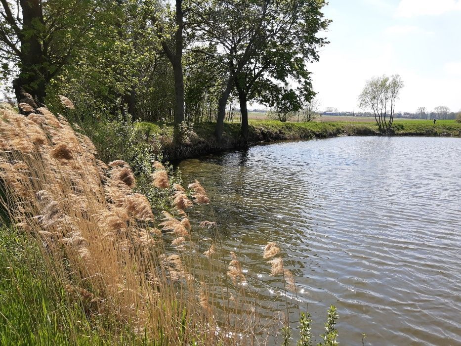 Działka rekreacyjna Kolonia Strzegocin. Zdjęcie 5