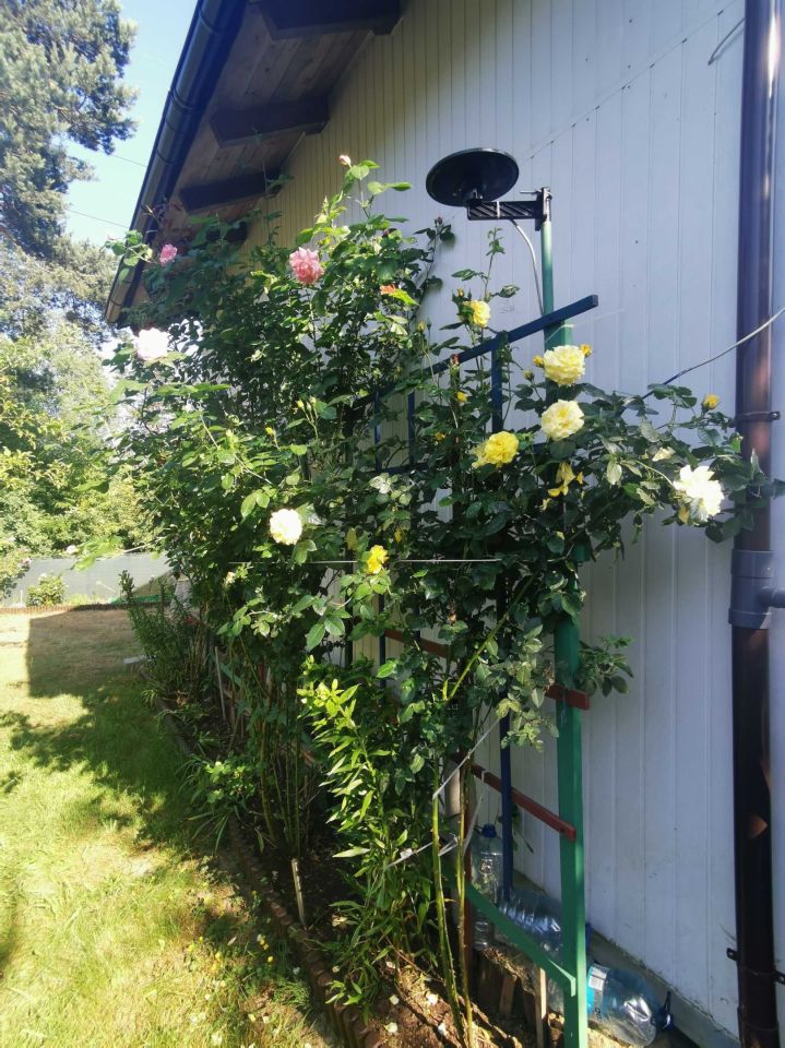 Działka rod Gdańsk Osowa. Zdjęcie 5