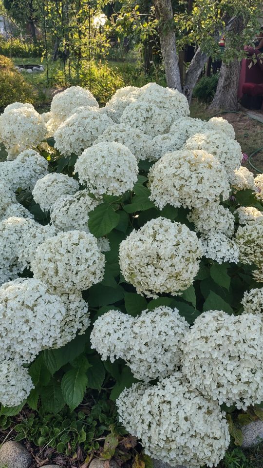 Działka rod Gniezno Winiary, ul. Biskupińska. Zdjęcie 8