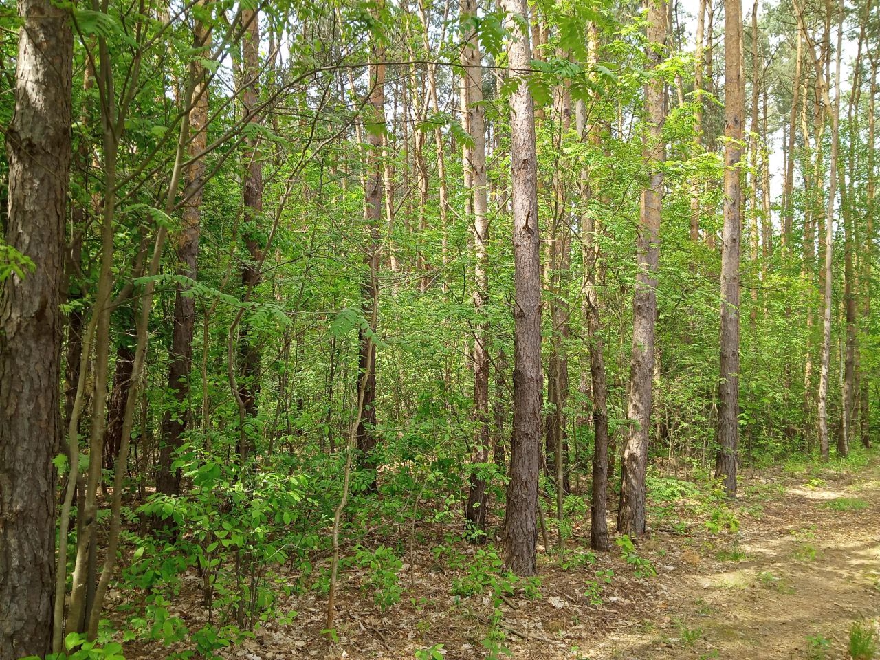 Działka budowlana Bieniewiec, ul. Barwna. Zdjęcie 9