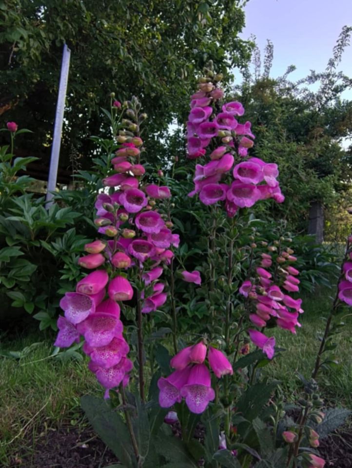 Działka rod Włocławek Lisek, ul. Jastrzębia. Zdjęcie 11