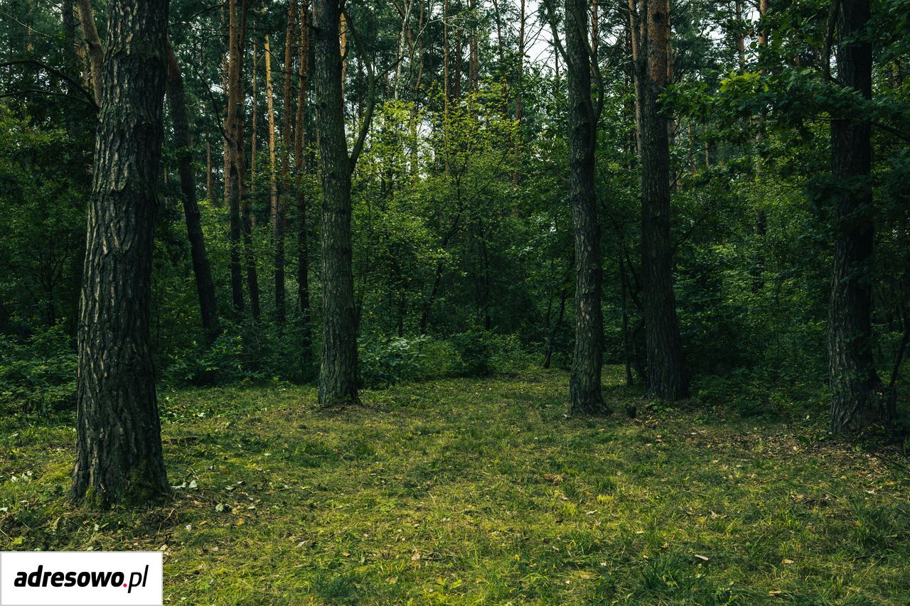Działka leśna Młynarze. Zdjęcie 6