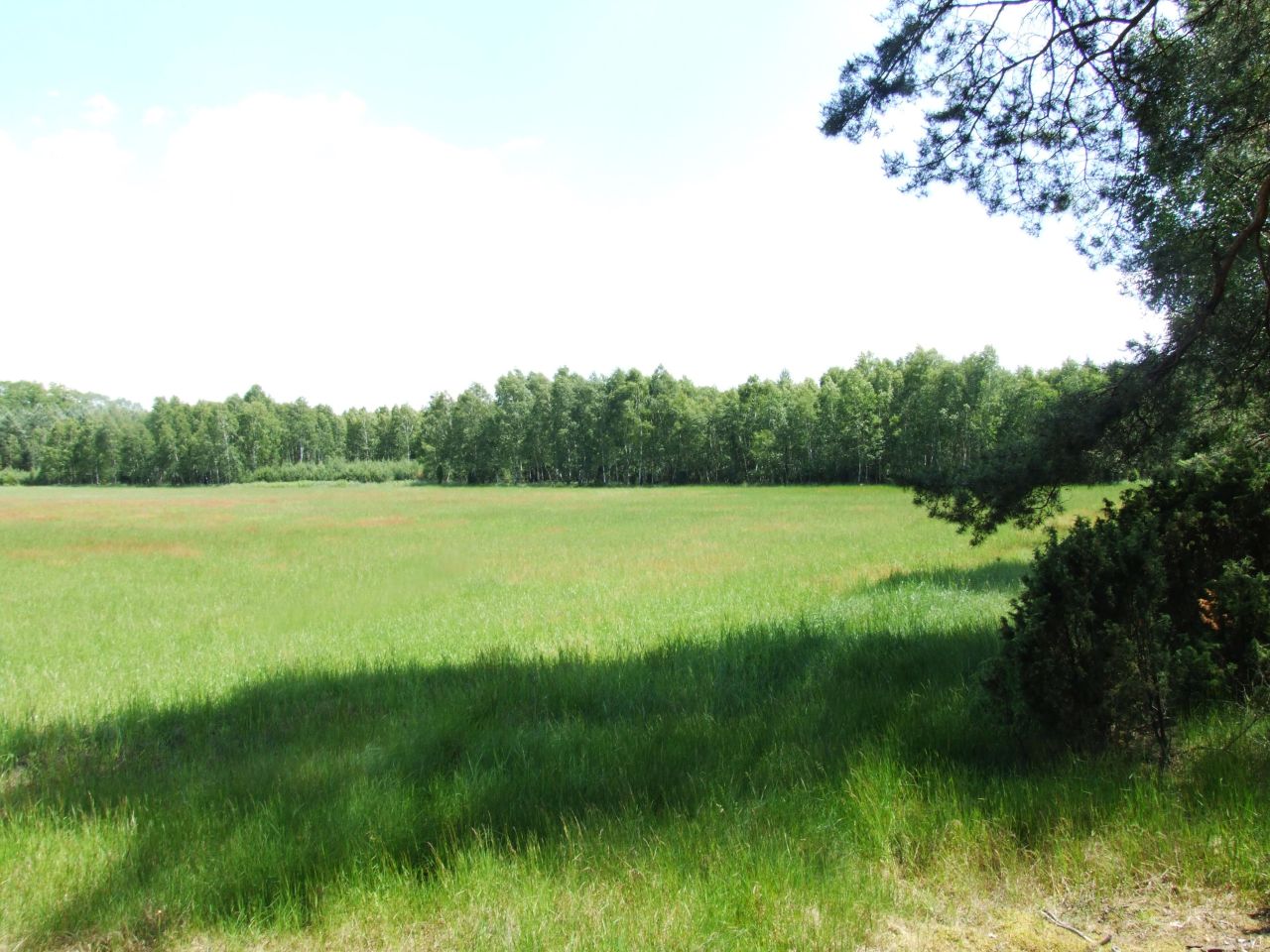 Działka budowlana Sąsieczno Miszek, ul. Adama Mickiewicza. Zdjęcie 2