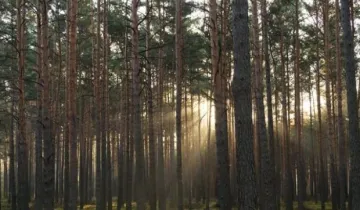Działka na sprzedaż bez pośredników          
          
            Rakowo-Czachy - Więcej