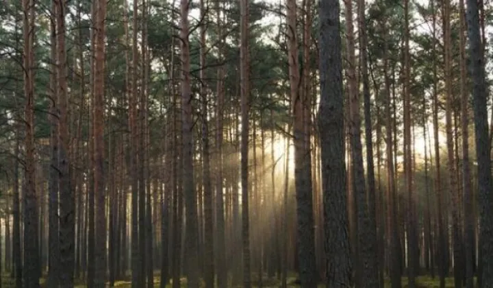 Działka leśna Poredy