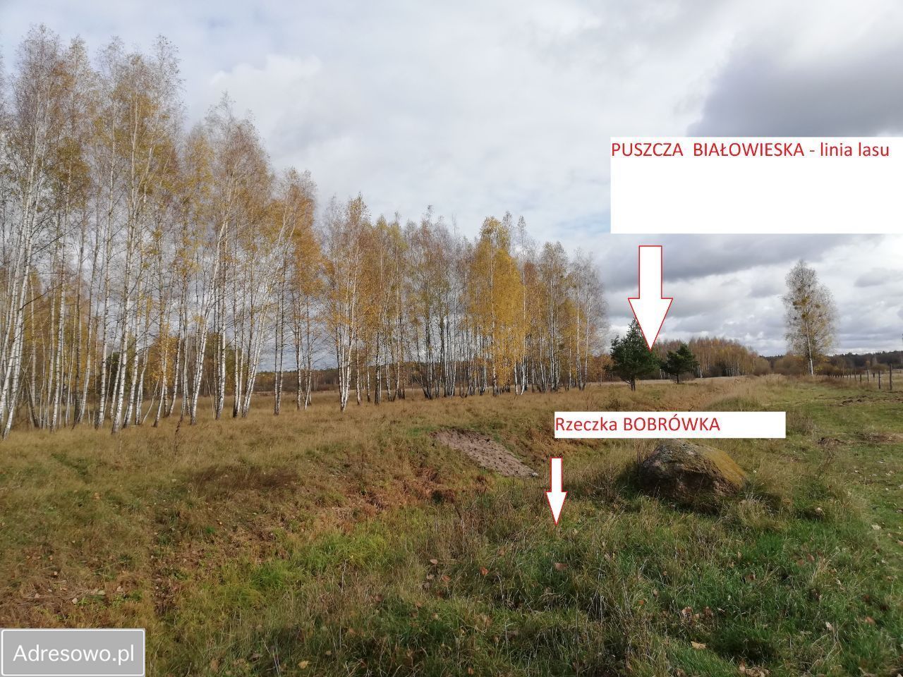 Działka rolna Olchówka. Zdjęcie 2