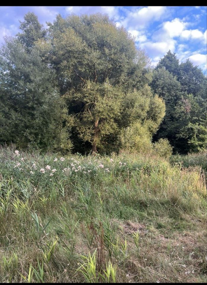 Działka siedliskowa Wierzbno. Zdjęcie 6