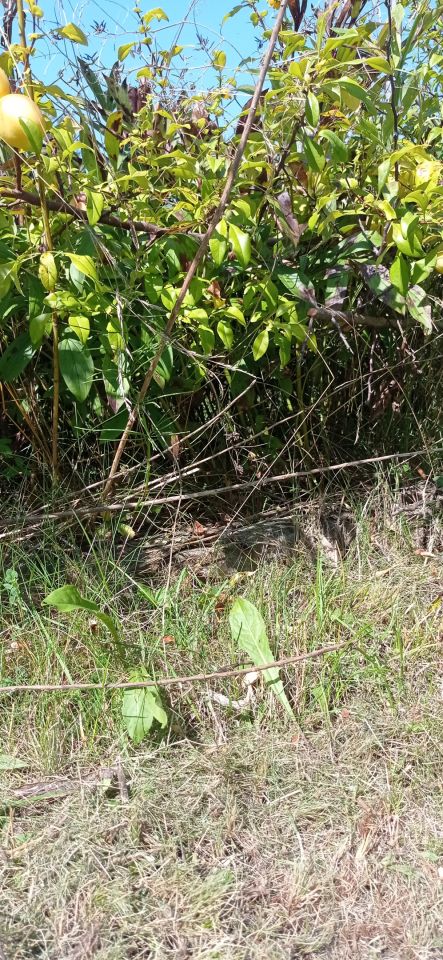 Działka rod Łódź Widzew, ul. Lodowa. Zdjęcie 34