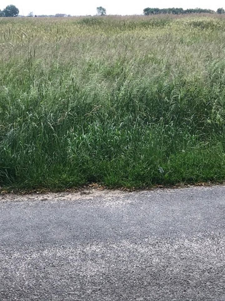 Działka budowlana Zadowice. Zdjęcie 2