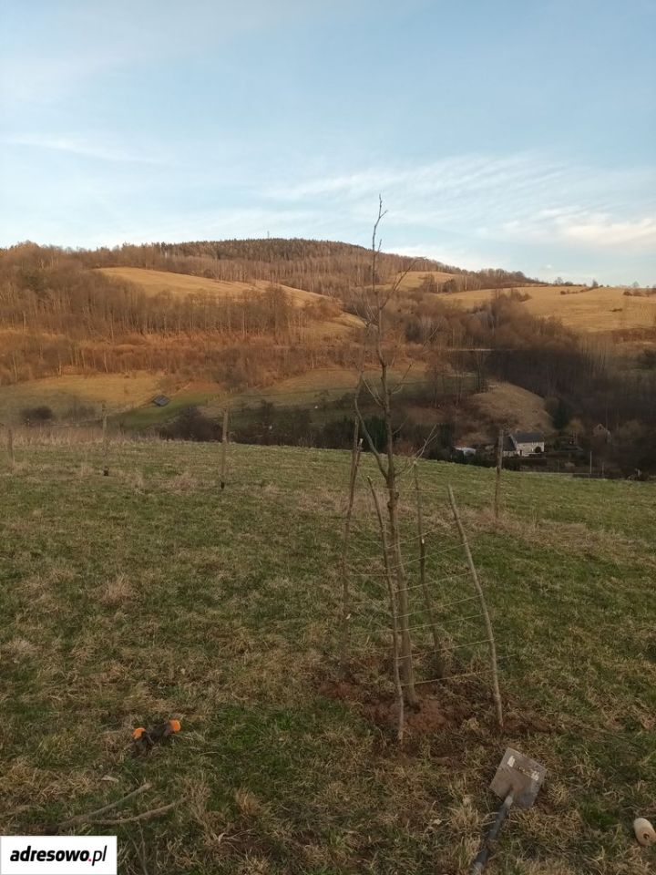 Działka rolna Włodowice, Działka 80/16. Zdjęcie 4