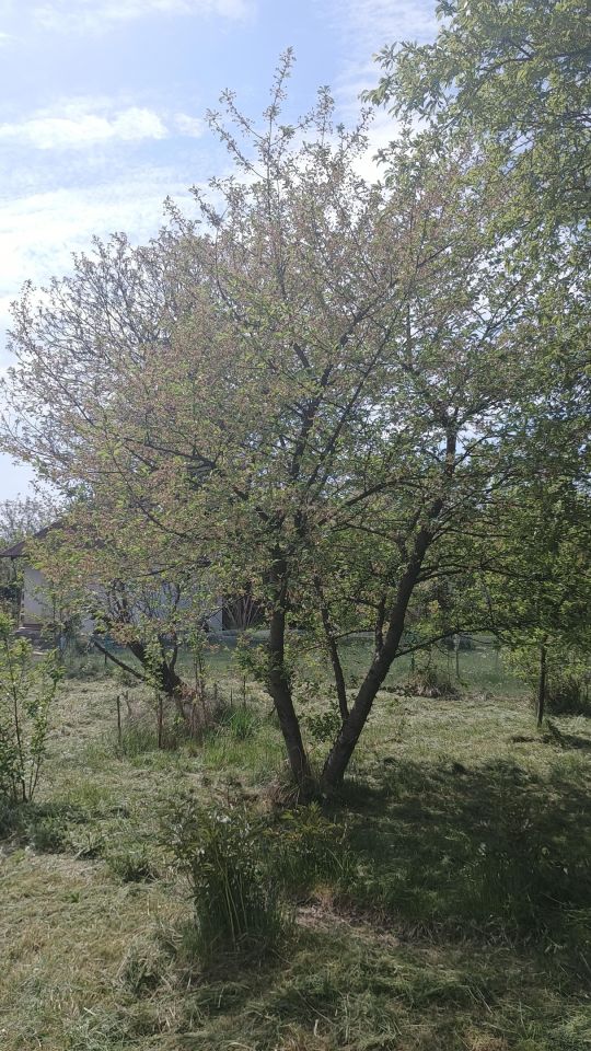 Działka rod Legnica, Ziemnice. Zdjęcie 13