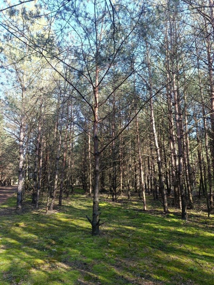 Działka rolna Parma. Zdjęcie 4
