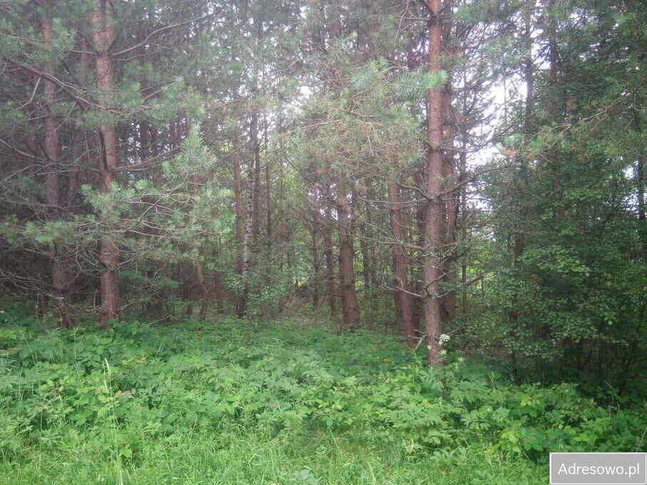 Działka rekreacyjna Kuźmina. Zdjęcie 6