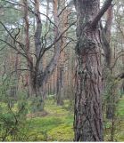 Działka rekreacyjna Osiedle Wilga, ul. Dzięciołów. Zdjęcie 3