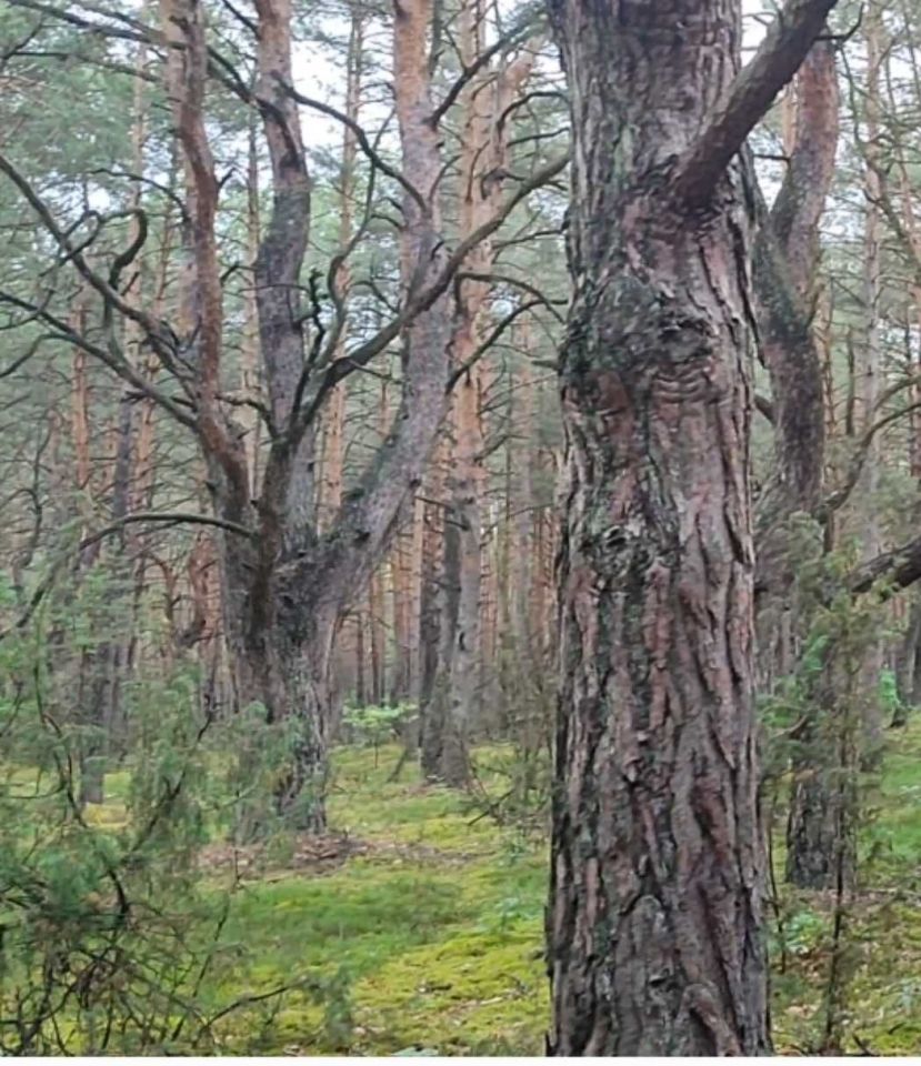 Działka rekreacyjna Osiedle Wilga, ul. Dzięciołów. Zdjęcie 4