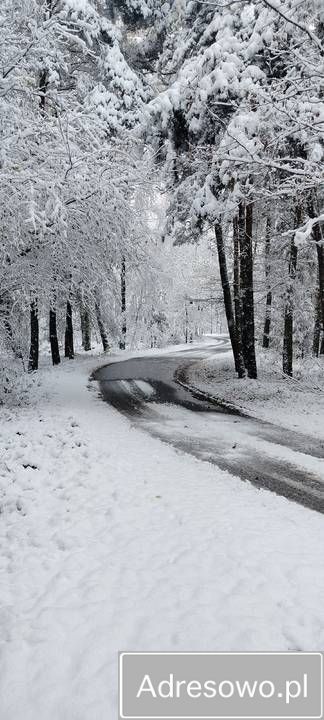 Działka rolna Lisewo. Zdjęcie 2