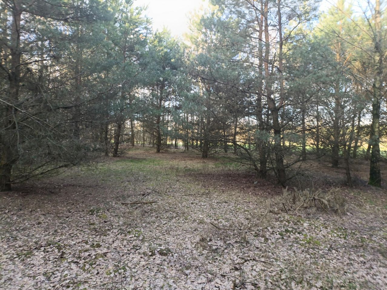 Działka rekreacyjna Lubowidz, ul. Leśna. Zdjęcie 10