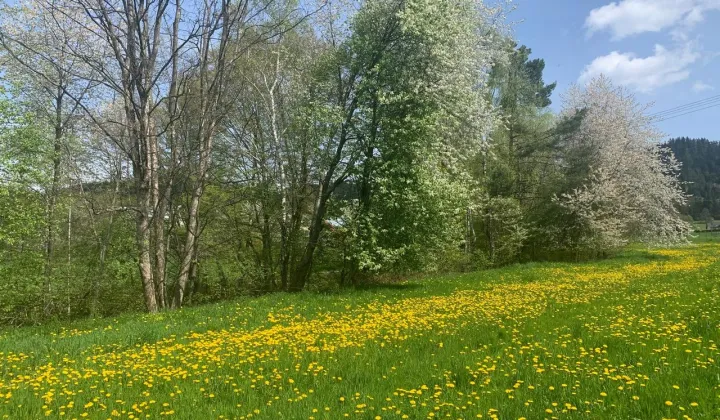 Działka budowlana Limanowa, ul. Bystra