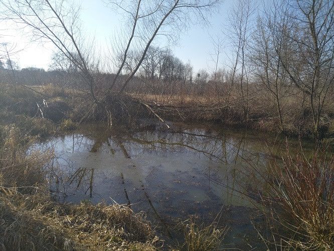 Działka rolna Czersk, ul. Gródź. Zdjęcie 6