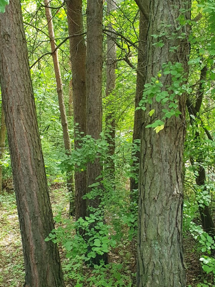 Działka rolno-budowlana Zosin. Zdjęcie 7