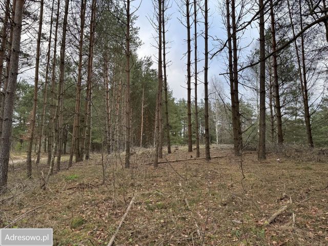 Działka budowlana Wymój. Zdjęcie 1