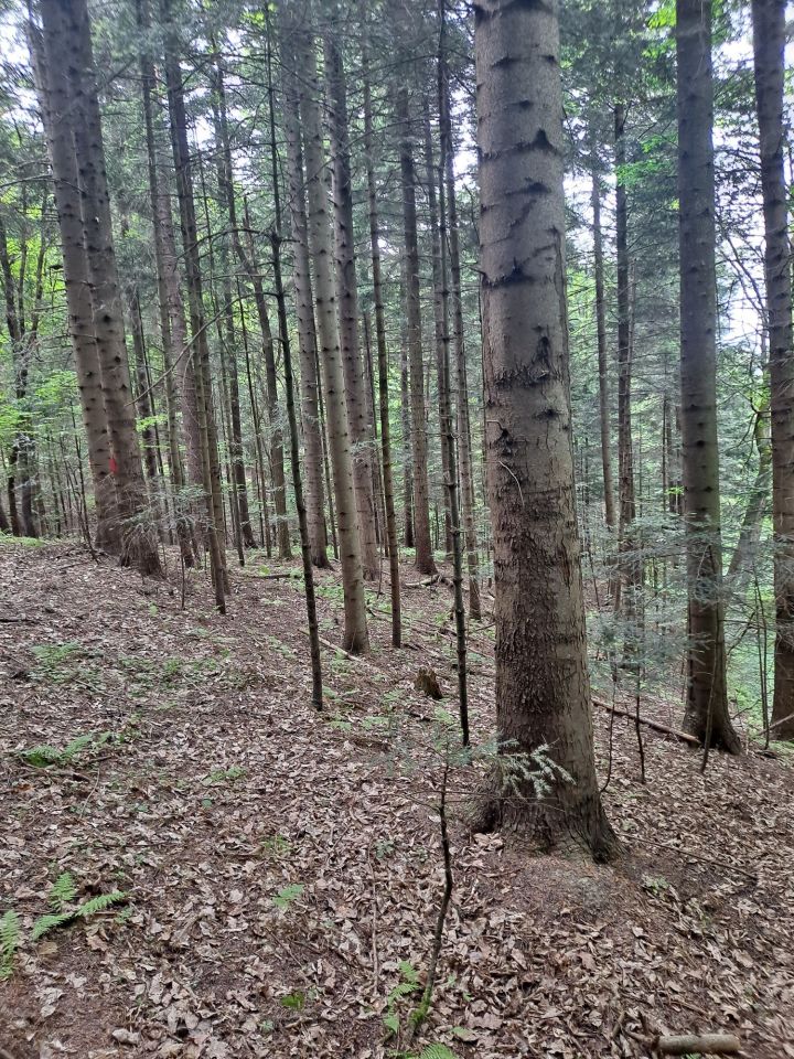 Działka leśna Dydnia