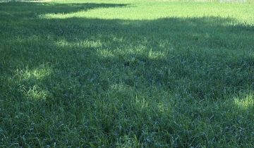 Działka budowlana Jabłonna, ul. Wypoczynkowa