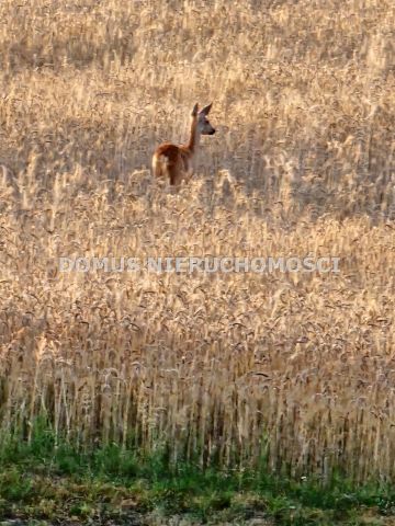 Działka Tworzyjanki. Zdjęcie 5