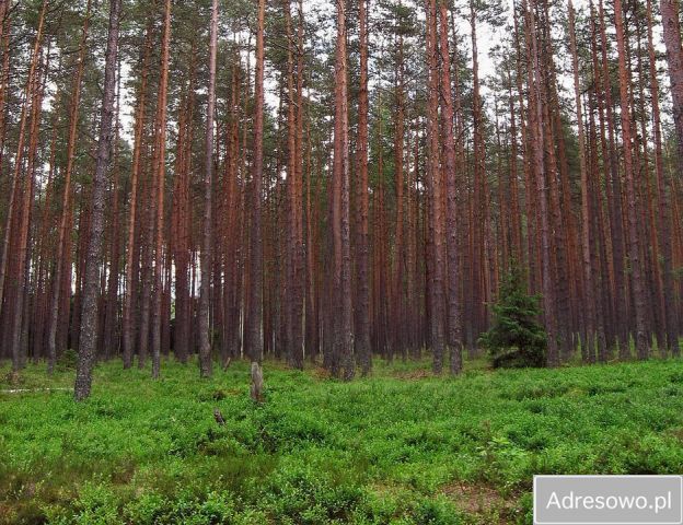 Działka rolno-budowlana Siemianówka. Zdjęcie 1