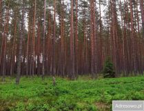 Działka rolno-budowlana Siemianówka
