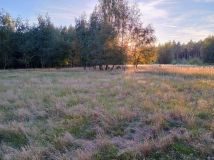 Działka leśna Karniszewo. Zdjęcie 1