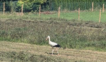 dom wolnostojący, 7 pokoi Tychy Wygorzele