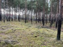 Działka leśna Olsztyn, ul. Zielona. Zdjęcie 1