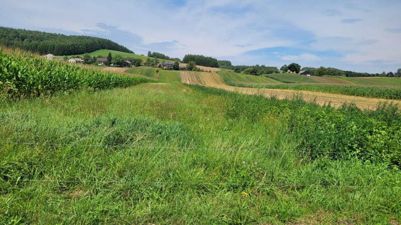 Działka rolna Sielnica. Zdjęcie 1