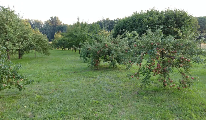 Działka siedliskowa Sobieszyn