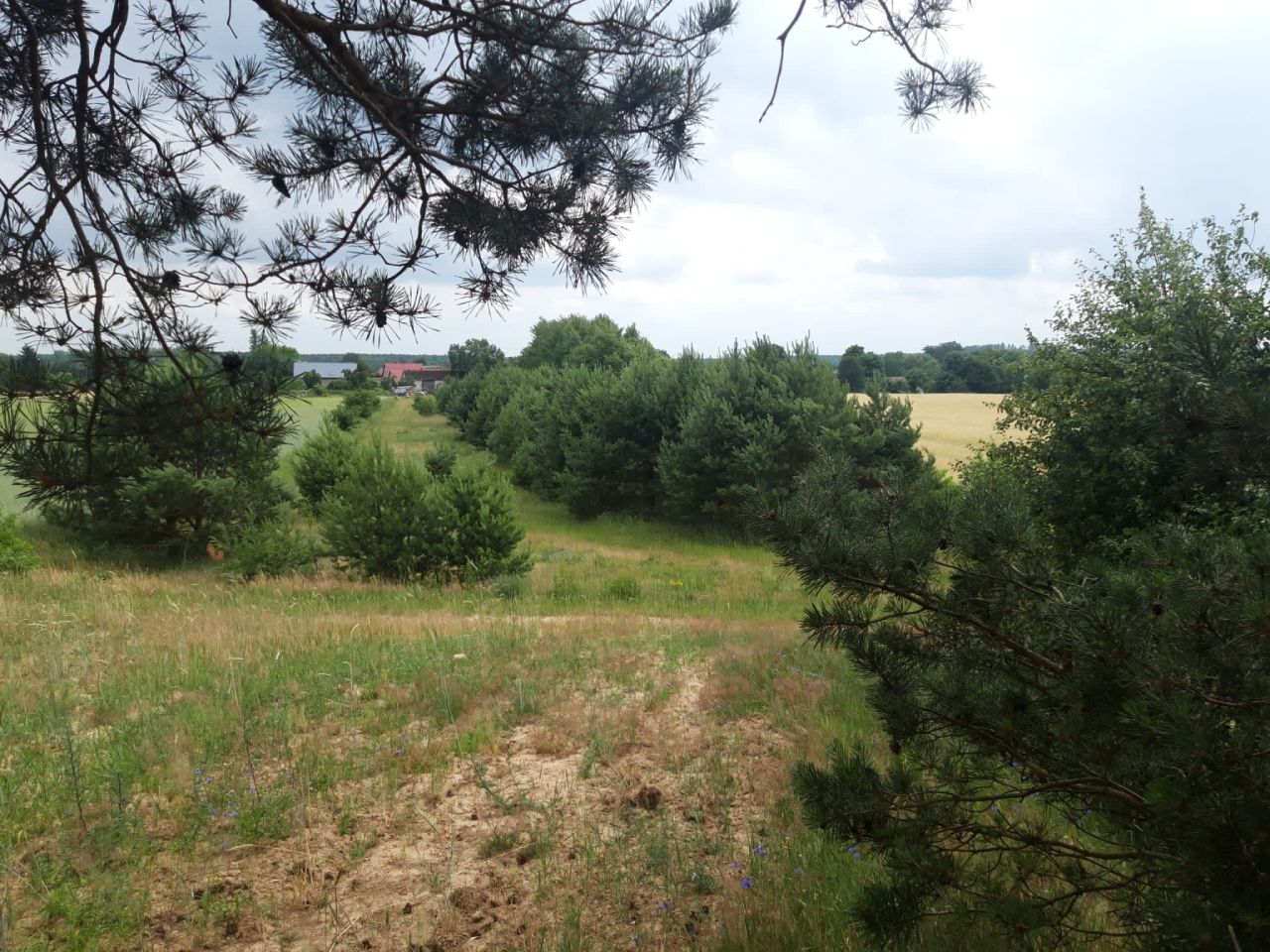 Działka budowlana Świerczyna. Zdjęcie 1