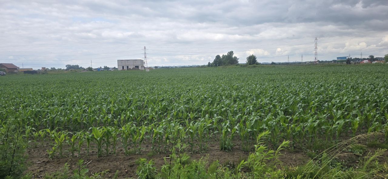 Działka budowlana Rogoż, ul. Zacisze. Zdjęcie 2