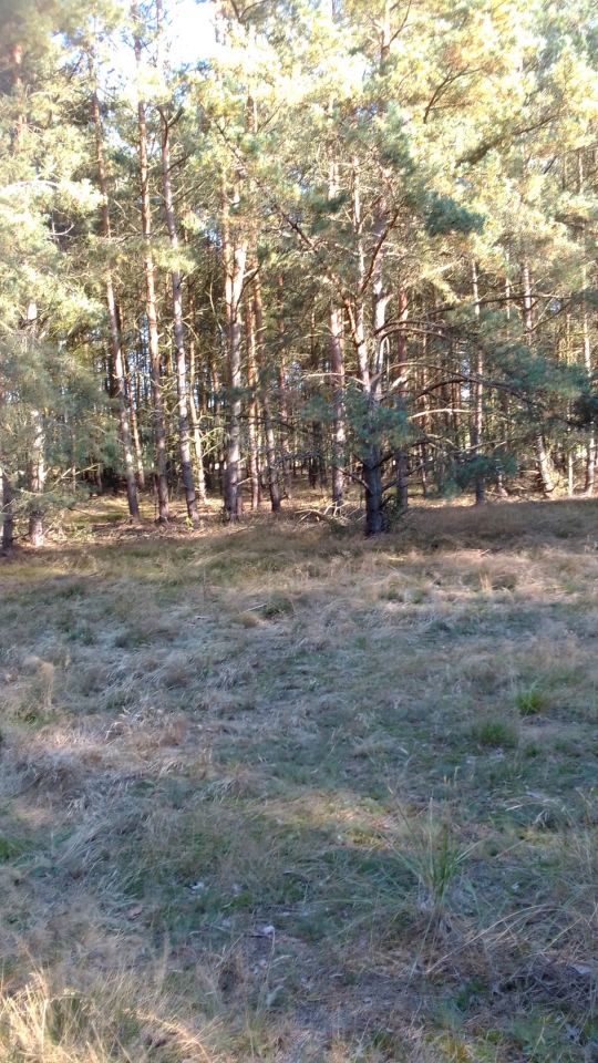 Działka rolna Żarnówko. Zdjęcie 5