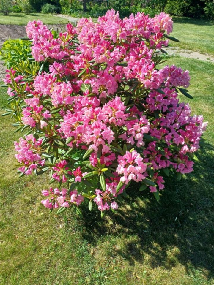 Działka rod Iława. Zdjęcie 2