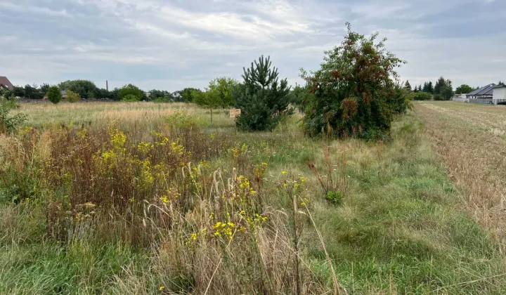 Działka budowlana Golina, ul. Kąkolowa